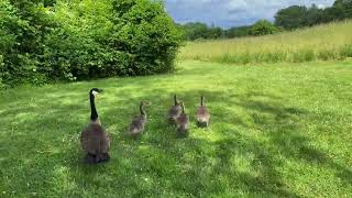 Harassing Canada Geese 4K [upl. by Riobard]