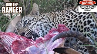 Scotia Female Leopard  Year 2 Independence  13 Feeding On An Impala [upl. by Ramona]