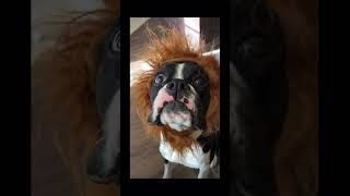 Lion king boxer funnyboxerdog funny puppy [upl. by Alil]