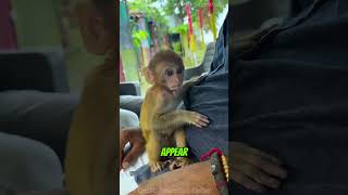 Mother amp Baby Monkeys Heartwarming Recovery 🐒❤️✨ [upl. by Nabal]