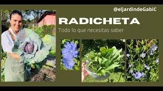 Cultivo de RADICHETAACHICORIA en tu huerta orgánica casera El más fácil [upl. by Michele]