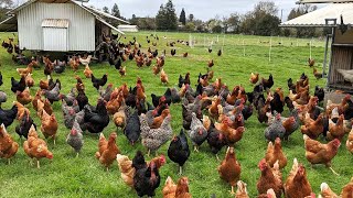 How American Farmers Raise Millions Of Poultry In The Pasture  Chicken Farming [upl. by Mauro]