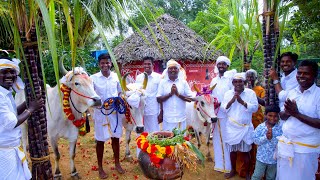 PONGAL CELEBRATION  Mattu Pongal  Grand Tamil Special Festival Celebrate in Village by farmers [upl. by Merridie]