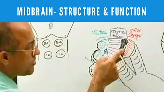 Midbrain  Structure and Function  Neuroanatomy [upl. by Annyrb]