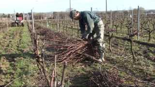 Pépinières Viticoles Morin  Plantation de plants de vigne taille greffage par Vinimédia [upl. by Jo-Anne60]