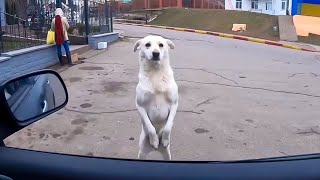 Dog Recognizes Owner After 2 Years of Being Missing What Happens Next Is Unbelievable [upl. by Aeht]