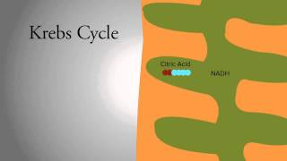 Krebs Cycle [upl. by Noskcire]