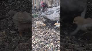 Mother hen teach to scratch the eart  Pulcuni imparano a razzolare [upl. by Mackoff]