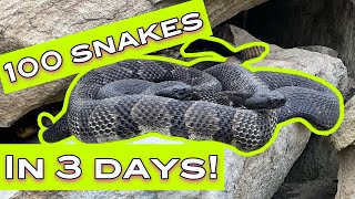 100 Snakes in 3 Days [upl. by Dutch]