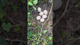 ನವಿಲಿನ ಮೊಟ್ಟೆಗಳುpeacock eggs found in farmer farm Kalamadhyama param [upl. by Soren999]