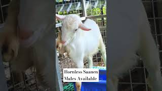 Hornless Saanen Males Available [upl. by Gersham]