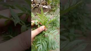 marigold plant care  short video with missShahin [upl. by Skillern]