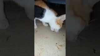 Hungry homeless cat cat kucat catlover kucingtermahal cute hewankucing simeong pets funny [upl. by Rosenblast]