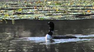 Common Loons and calls [upl. by Drofkcor]