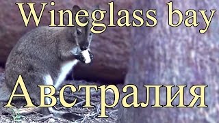 Бухта и трек Wineglass bay Австралия Тасмания [upl. by Illom]