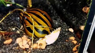 Neritina natalensis Nerite snails [upl. by Ahsila]