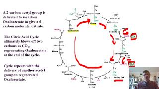 Biochemistry Lecture 13 [upl. by Sharp]