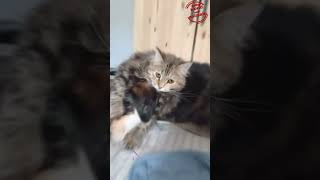 Quand un Chien Fait Tomber son Ami le Chat  😂🐶🐱Chien Chat AnimauxDrôles ComédieAnimale [upl. by Ynahteb340]