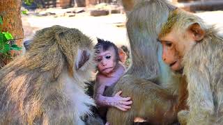 Baby monkey call for mother monkey  MSR Tube [upl. by Nnybor]