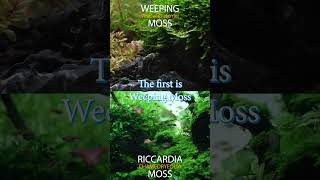 Best Moss For Aquarium  Weeping Moss And Riccardia Chamedryfolia Moss aquarium moss [upl. by Suoicerpal675]