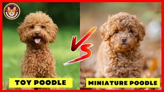 Toy Poodle vs Miniature Poodle Top Difference You Never Know  DogDingDa [upl. by Shena]