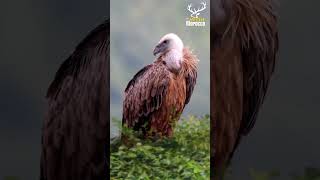 أكبر نسر في البرية المغربية The largest eagle in the Moroccan wilderness [upl. by Idaline]