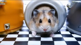 🐹Hamster Escape Maze🐹Shadowy Secrets Hamsters Escape from the Enchanted Maze [upl. by Aiz]