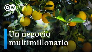 El precio de nuestro jugo de naranja  DW Documental [upl. by Yzdnil74]