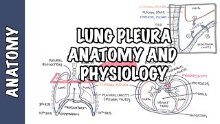 Lung Pleura  Clinical Anatomy and Physiology [upl. by Alliuqahs950]