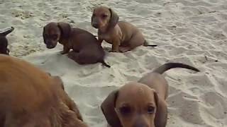 kaninchen teckel pups op het strand clip 3 [upl. by Queena800]