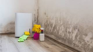 How A Dehumidifier Can Combat Mold amp Damp [upl. by Reichert]