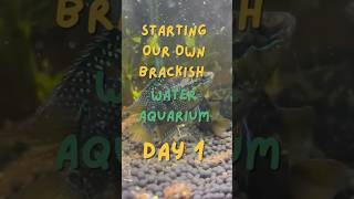 Brackish Water Aquarium DIY 🏝️🐠 Florida Edition [upl. by Imoan188]