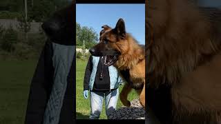 German Shepherd named Nike attacks 🐕‍🦺👍 [upl. by Linders]