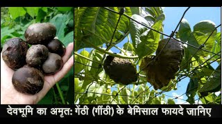 About Gethi  Dioscorea bulbifera pahariuttarakhandi vegetable [upl. by Lapides518]