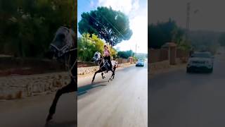 horse and car race  horse riding shorts horse youtubeshorts horseriding youtube [upl. by Lekzehcey]