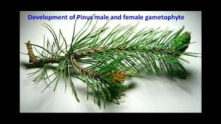 Development of Pinus male and female gametophytes  life cycle of pinus [upl. by Linad315]