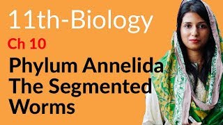 FSc Part 1 Biology Ch 10  Phylum Annelida The Segmented Worms  11th Class Biology [upl. by Yanahc517]