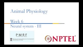 Neural System III PMRFNPTEL Session on Animal Physiologynoc24bt56 Week 6 [upl. by Gerti170]