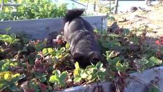 Schipperke hunting mouse [upl. by Ahtnamys938]