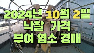 2024년 10월 2일 부여축협 염소 경매 낙찰 결과 [upl. by Merralee]