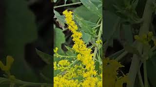 Solidago virgaurea [upl. by Linker]