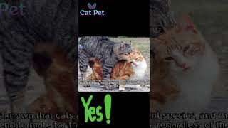 Mating in Cats Signs and Tips to Become Successful cat pets [upl. by Annovy]