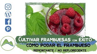 Guía para cultivar y podar frambuesos con éxito para conseguir frambuesas grandes y sabrosas LdN [upl. by Avera519]