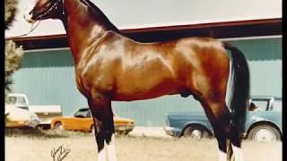 US Arabian Stallions National Champions at Halter 19582003 [upl. by Enrol]