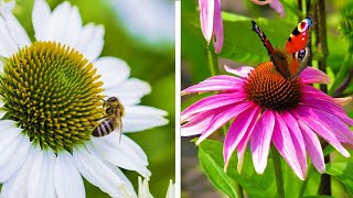 How to Plant Echinacea and Rudbeckia Summer Garden Guide [upl. by Domenech]