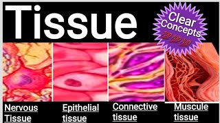 Tissue Anatomy and physiologyTissue types and function Tissue study Bsc [upl. by Jaddo]