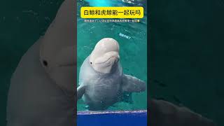 White whale Can Andy play with killer whales Sanya Atlantis Animals confusing behavior Killer [upl. by Haggai949]