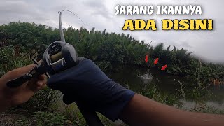 CASTING IKAN GABUS💯  SPOTNYA LUAR BIASA  SHIMANO SLX DC [upl. by Bunde]