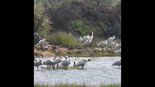 Eurasian Spoonbills [upl. by Chancey675]