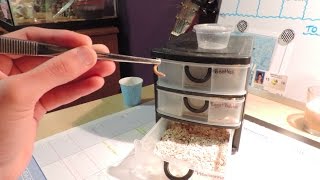 Mealworm Breeding DIY [upl. by Chandra]